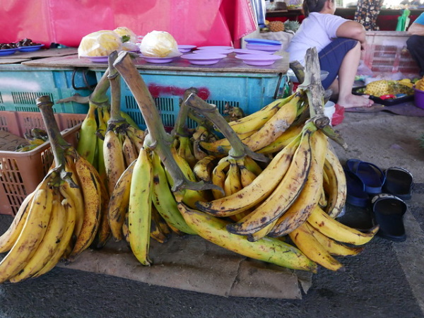 Yellow Fever Reliever: 7 Blight-Resistant Bananas