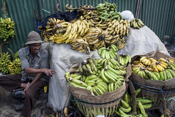 Yellow Fever Reliever: 7 Blight-Resistant Bananas
