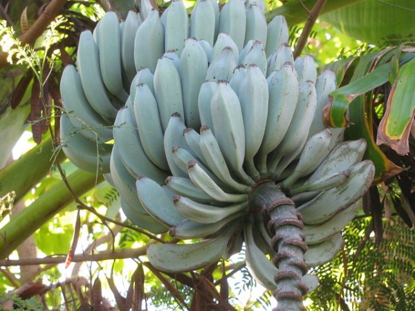 Yellow Fever Reliever: 7 Blight-Resistant Bananas