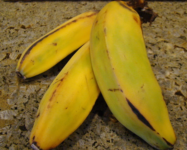 Yellow Fever Reliever: 7 Blight-Resistant Bananas