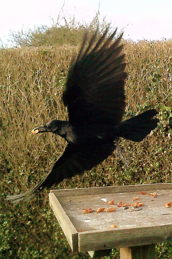 Hi High Blackbirds: The World’s 7 Most Amazing Crows