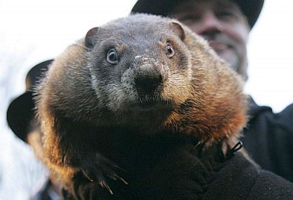 Meteorological Marmots: 7 Predictable Groundhogs