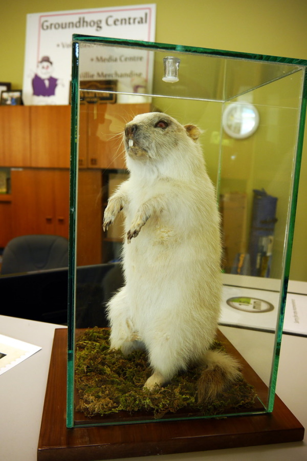 Meteorological Marmots: 7 Predictable Groundhogs