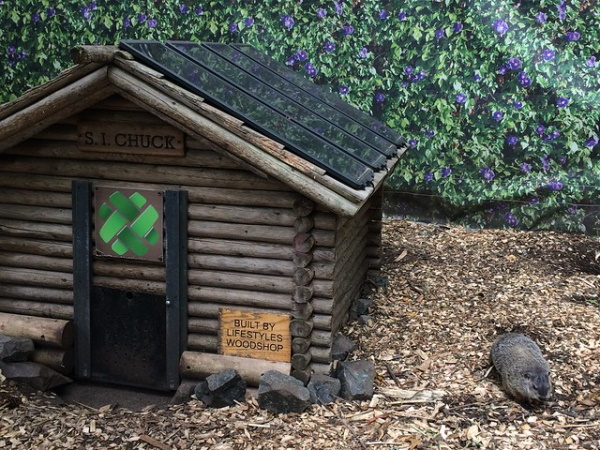 Meteorological Marmots: 7 Predictable Groundhogs