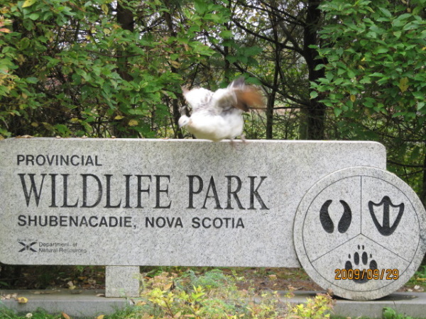 Meteorological Marmots: 7 Predictable Groundhogs