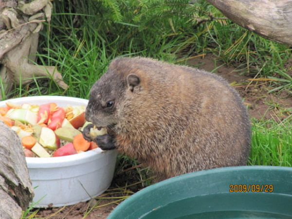 Meteorological Marmots: 7 Predictable Groundhogs