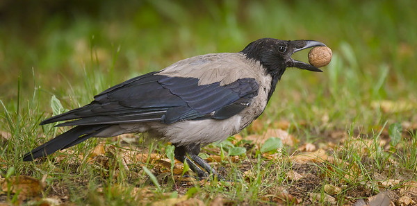 Hi High Blackbirds: The World’s 7 Most Amazing Crows