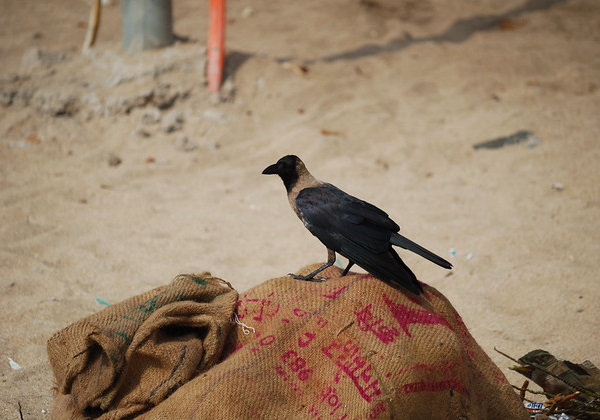 Hi High Blackbirds: The World’s 7 Most Amazing Crows