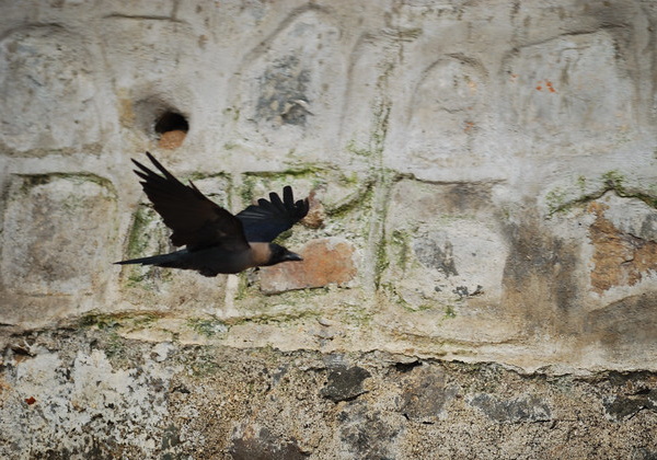 Hi High Blackbirds: The World’s 7 Most Amazing Crows