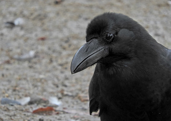 Hi High Blackbirds: The World’s 7 Most Amazing Crows
