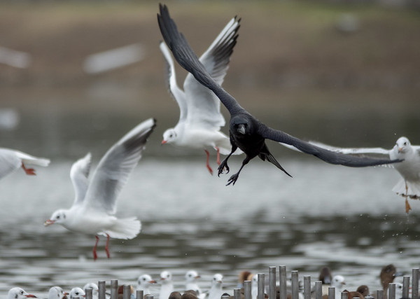 Hi High Blackbirds: The World’s 7 Most Amazing Crows