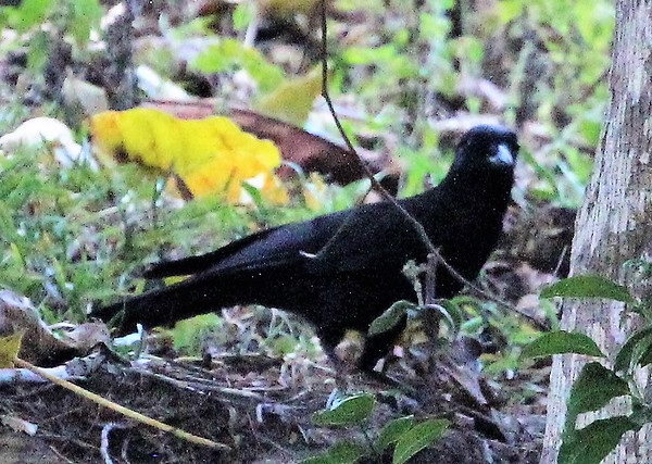 Hi High Blackbirds: The World’s 7 Most Amazing Crows