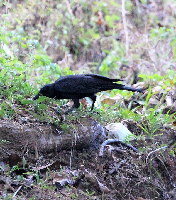 Hi High Blackbirds: The World’s 7 Most Amazing Crows