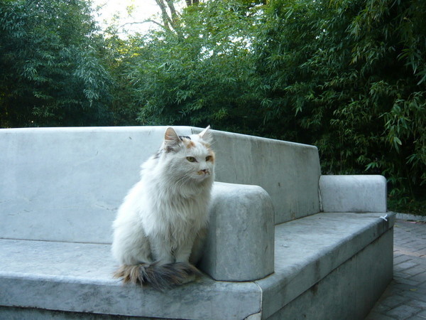 Chairmen Meow: Stray Cats Of Beijing’s Forbidden City