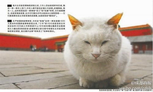 Chairmen Meow: Stray Cats Of Beijing’s Forbidden City