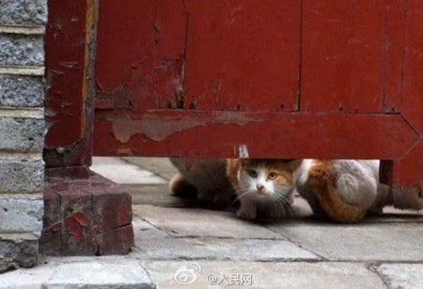 Chairmen Meow: Stray Cats Of Beijing’s Forbidden City