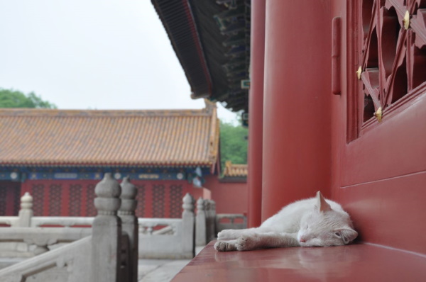 Chairmen Meow: Stray Cats Of Beijing’s Forbidden City