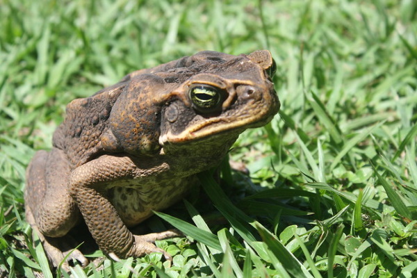 Warts & All: The World’s 7 Most Amazing Toads