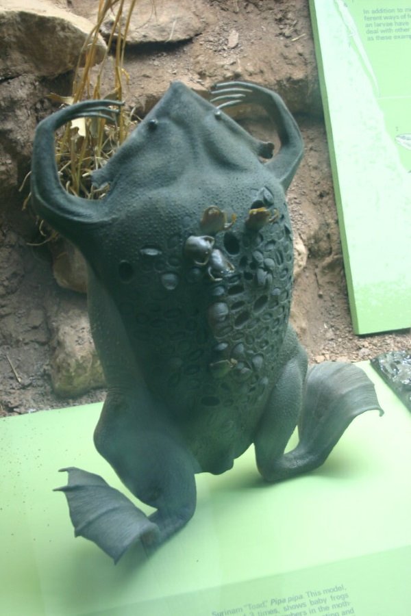 Warts & All: The World’s 7 Most Amazing Toads