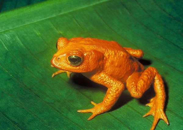 Warts & All: The World’s 7 Most Amazing Toads