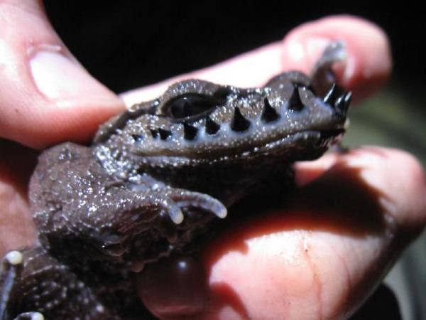 Warts & All: The World’s 7 Most Amazing Toads