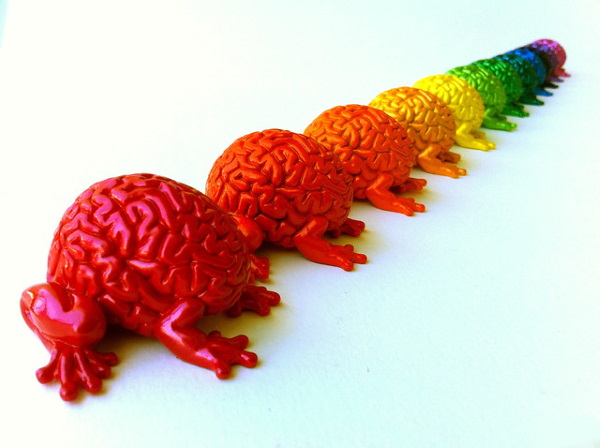Jumping Brains: The Smartest Frogs In The Room