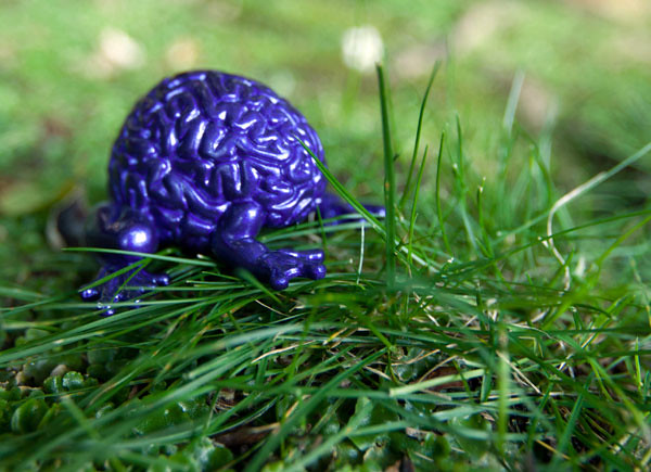 Jumping Brains: The Smartest Frogs In The Room