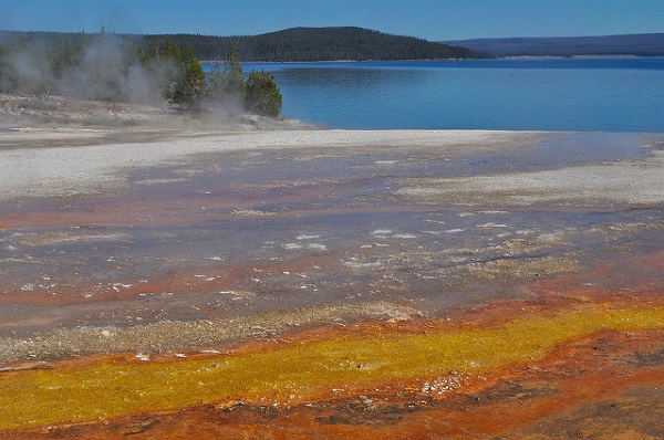 Cellular Creature Carpets: 8 Amazing Microbial Mats