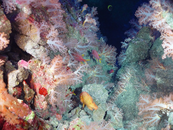Cellular Creature Carpets: 8 Amazing Microbial Mats