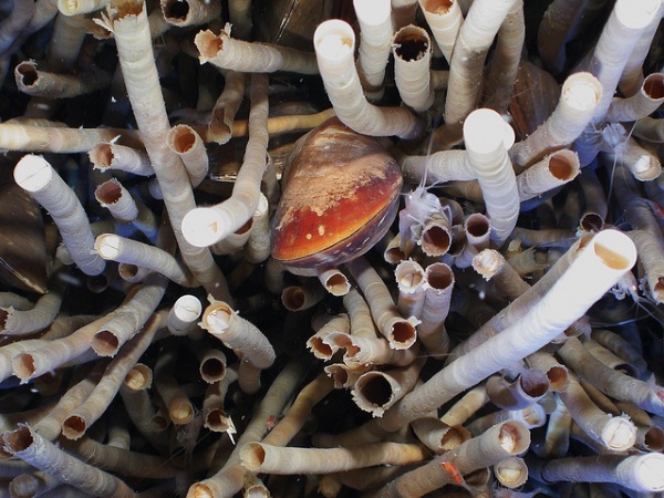 Cellular Creature Carpets: 8 Amazing Microbial Mats