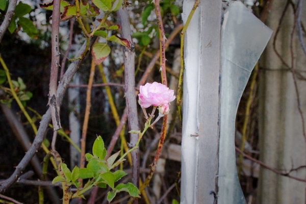 Supplanted: 8 Overgrown & Abandoned Greenhouses