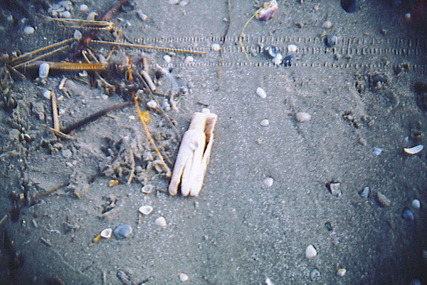 Beach Whistles: Foolishly Flushed Tampon Applicators