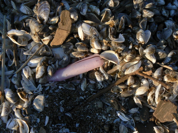 Beach Whistles: Foolishly Flushed Tampon Applicators