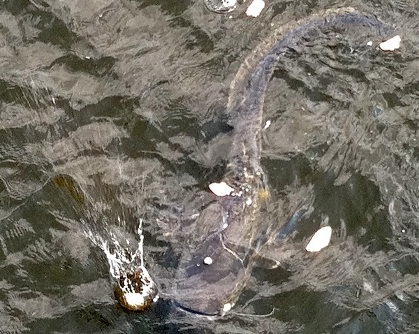 Gone Fission: Chernobyl’s Cooling Pond Fish Farm