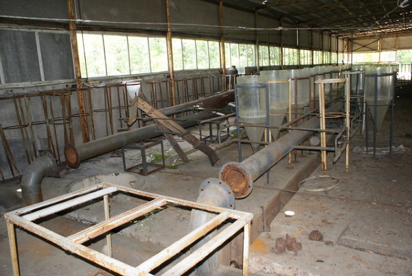 Gone Fission: Chernobyl’s Cooling Pond Fish Farm