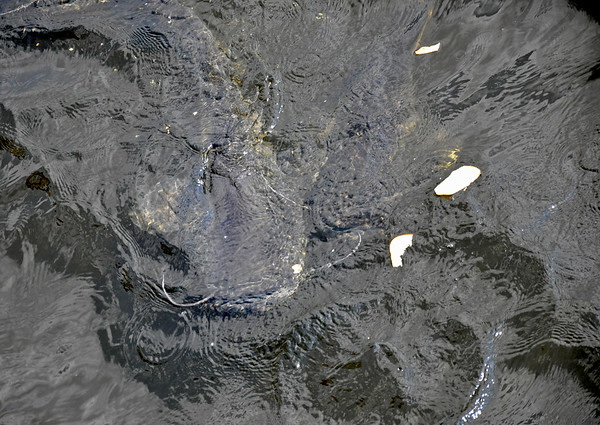 Gone Fission: Chernobyl’s Cooling Pond Fish Farm