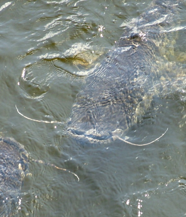Gone Fission: Chernobyl’s Cooling Pond Fish Farm