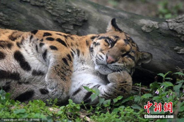 Critter-cal Mass: 7 Amazingly Obese Zoo Animals