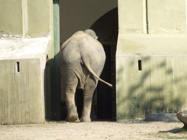 Critter-cal Mass: 7 Amazingly Obese Zoo Animals