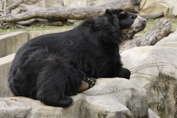 Critter-cal Mass: 7 Amazingly Obese Zoo Animals