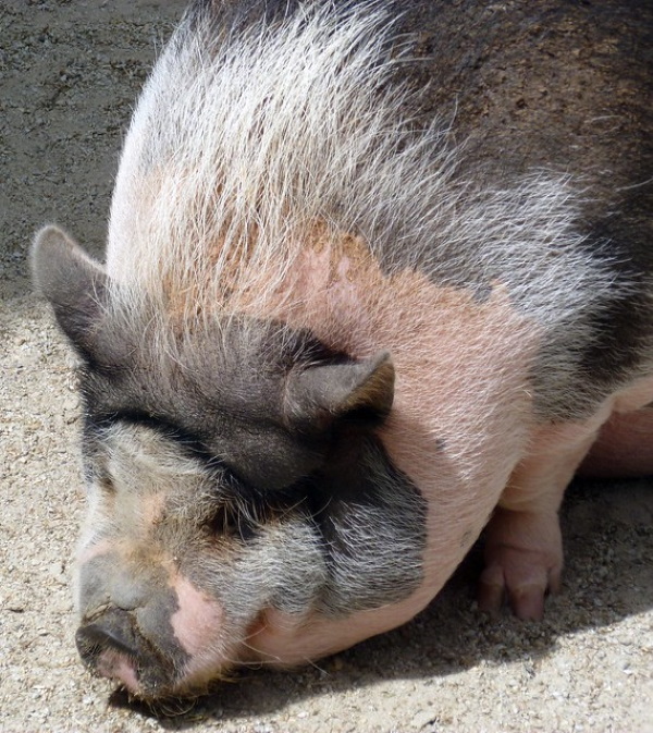 Critter-cal Mass: 7 Amazingly Obese Zoo Animals Critter-cal Mass: 7 Amazingly Obese Zoo Animals