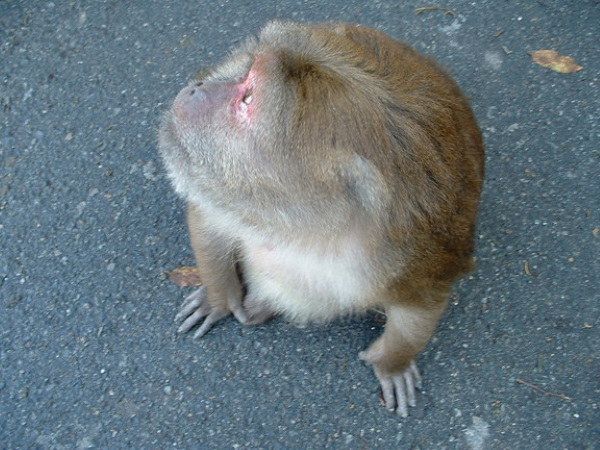 Critter-cal Mass: 7 Amazingly Obese Zoo Animals Critter-cal Mass: 7 Amazingly Obese Zoo Animals