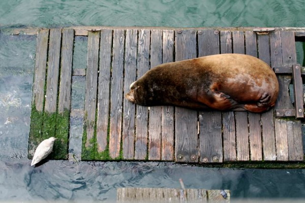 Critter-cal Mass: 7 Amazingly Obese Zoo Animals