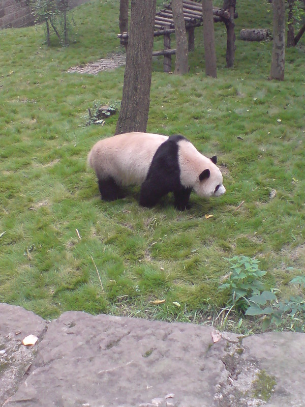 Critter-cal Mass: 7 Amazingly Obese Zoo Animals