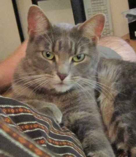 The Brazilian Shorthair Cat: Ship To Shore To Home
