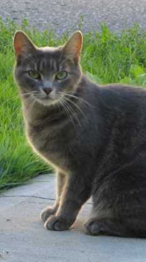 The Brazilian Shorthair Cat: Ship To Shore To Home