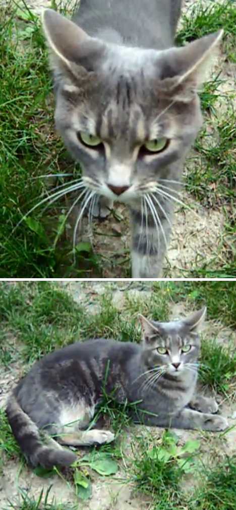 The Brazilian Shorthair Cat: Ship To Shore To Home