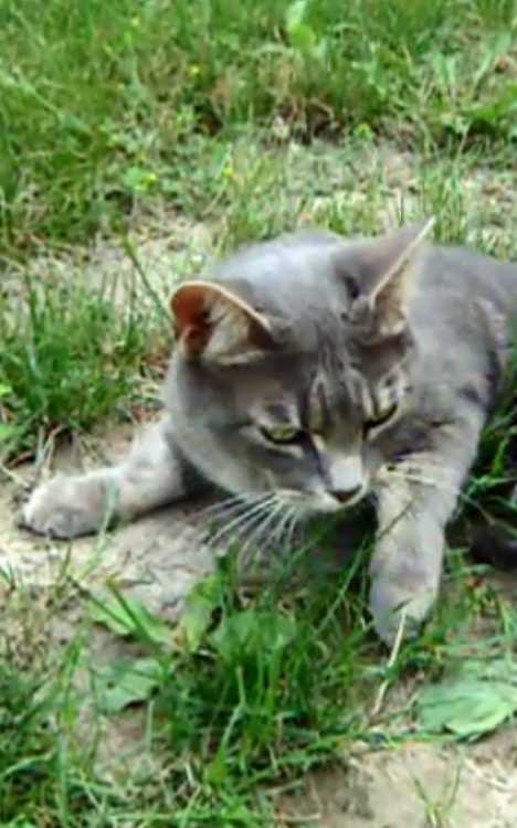 The Brazilian Shorthair Cat: Ship To Shore To Home