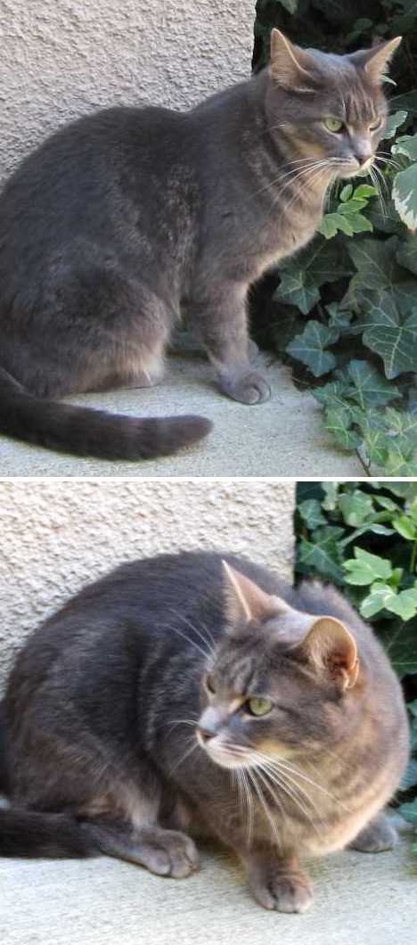 The Brazilian Shorthair Cat: Ship To Shore To Home