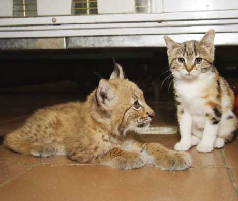 A Tale Of Zoo Kitties: Stray Cat & Lynx Are Now BFFFs